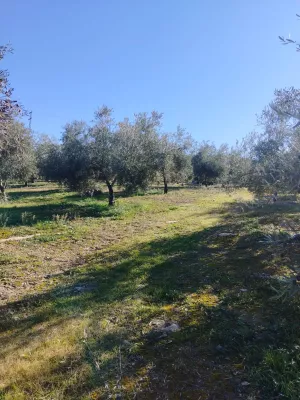 Magnífica finca de olivar en Gutar