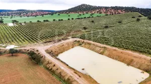 En venta, olivar en superintensivo con vivien