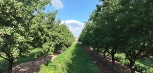 Finca Collado, Caspe - Almendro y Nogal