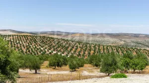 Olivar ecológico de regadío en Jaén