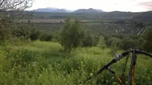 OLIVAR ECOLOGICO DE REGADIO EN JAEN