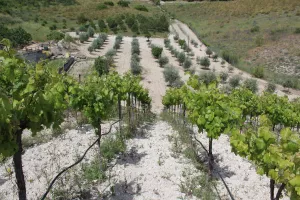 FINCA DE RECREO CERCA DE MADRID - 1500