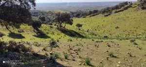 FINCA GANADERA EN JAEN - 1430