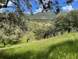 Finca 125 ha de dehesa en Palomas, Badajoz