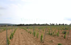 Finca de viñedo en el Penedès