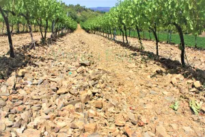 Bodega con viñedo en DO Priorat