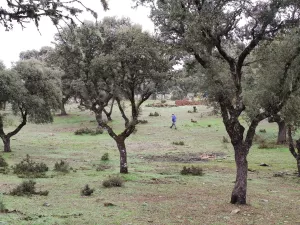 Finca ganadera