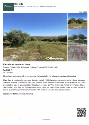 Olivar llano en producción a un paso de Jaén