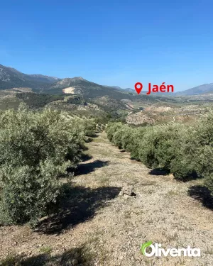 Olivar con 400 olivos en Pegalajar – Buen acc