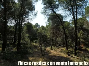 finca en venta 240 has. labor pinar maderable
