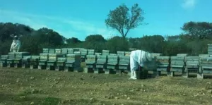 Dehesa 207 Hectáreas en Huelva
