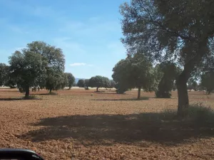 Finca de unas 400 hectáreas aproximadamente