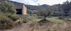 Finca 13 ha con olivares, alamendros y pinar