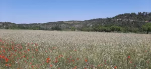 Se vende 3 parcelas agrarias de 10 ha