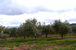 Finca de olivos, campos y cortijo en Jaén