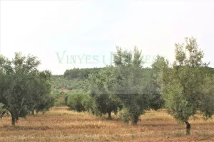 Finca de olivos con masías.