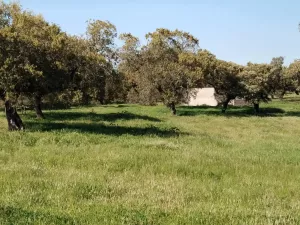 Venta de dehesa