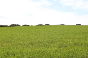 Finca caza menor en Albacete Ref. 1526
