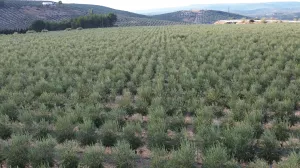 OLIVAR INTENSIVO Y SUPERINTENSIVO - ALMAZARA