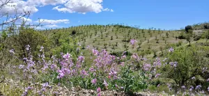 Almendro ecológico con 2 cortijos