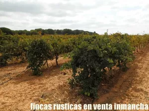 finca en venta 42 has viña regadío Cuenca