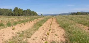 Se vende finca rústica con viñedos y olivares