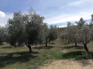 FINCA DE OLIVOS CON RIEGO POR GOTEO