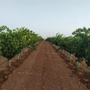 Finca de PISTACHOS, OLIVOS y VIÑA con Riego