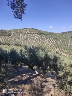 Finca de olivar