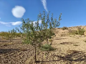 FINCA ALMENDROS Y PISTACHOS REGADÍO