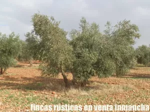 finca en venta 46 has. olivar tierra riego