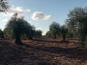 OLIVAR EN LAS FALDAS DE SIERRA DE MONTÁNCHEZ