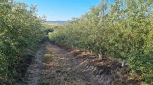 Venta 77 Ha Olivos y Almendros