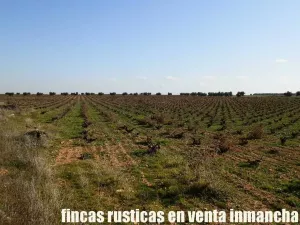 finca venta 22 has labor riego en Valdepeñas