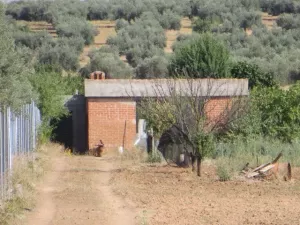 ¡OFERTA! Terreno rústico con 160 almendros