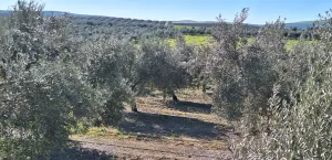 Olivar en El Carpio