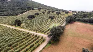 En venta, olivar en superintensivo con vivien
