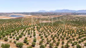 Olivar ecológico de regadío en Jaén