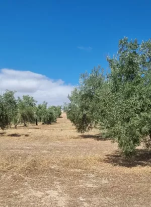 OLIVAR ECOLOGICO DE REGADIO EN JAEN