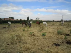 FINCA DE RECREO E HIPICA EN SEGOVIA - 1512