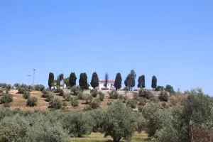 FINCA CON OLIVAR EN JAEN - 1438