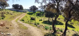 FINCA GANADERA EN JAEN - 1430