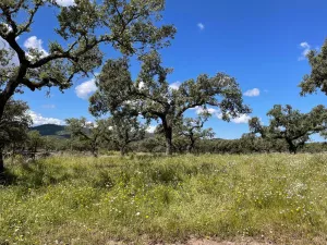 Finca 125 ha de dehesa en Palomas, Badajoz