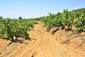 Bodega con viñedo en DO Priorat