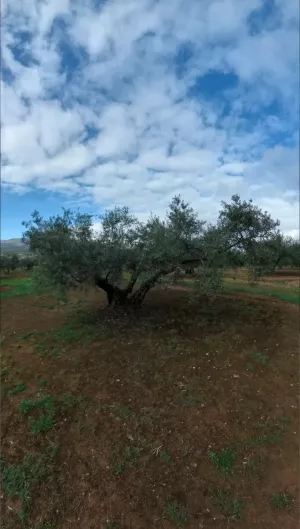 La Dehesa terreno urbano de olivar