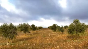 Parcela de 33.170 m2. Olivos secano con casa