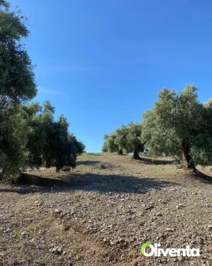 Olivar con 400 olivos en Pegalajar – Buen acc