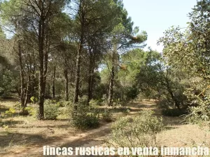finca en venta 240 has. labor pinar maderable