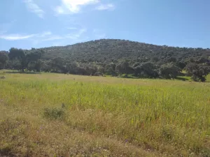 Explotación ganadera y cinegética en Córdoba