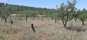 Se vende 3 parcelas agrarias de 10 ha
